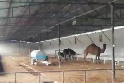 Devesine el koyup, ölen kişinin adına şirket kurmuşlar