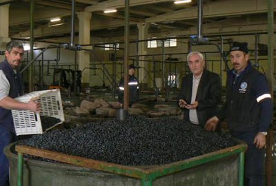 Orhangazi’de zeytin depoları doldu taştı