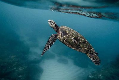 Kaplumbağa etinden zehirlenen 8 çocuk öldü
