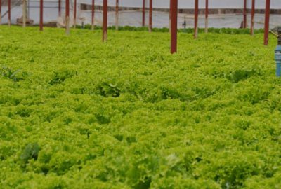 Tarlada 60 kuruş, pazarda 3 lira