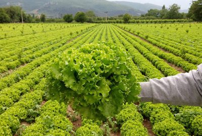 Tarlada 60 kuruş pazarda 2,5 lira