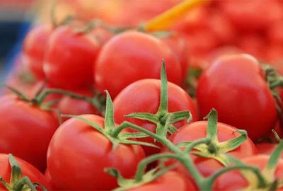 Rusya’dan domatese yine uyarı geldi