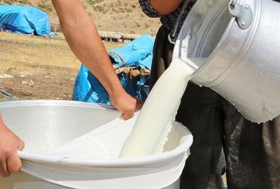 Çiğ süt fiyatları üreticiyi sevindirdi