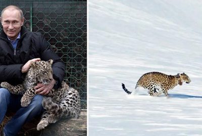 Putin’in leoparı ölü bulundu 