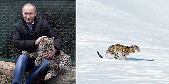 Putin’in leoparı ölü bulundu 