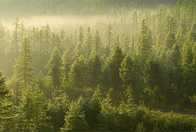 Ormanlar artık daha güvende
