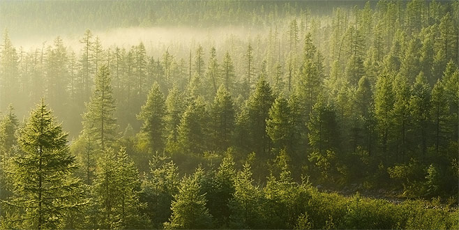 Ormanlar artık daha güvende Ormanlar artık daha güvende