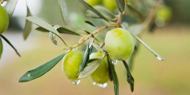 Zeytin yaprağı mucizesi