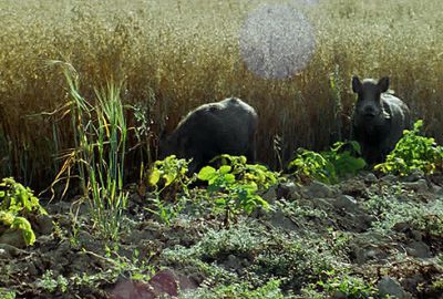 Yabani hayvan zararı sigorta kapsamında