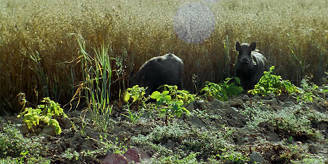 Yabani hayvan zararı sigorta kapsamında Yabani hayvan zararı sigorta kapsamında