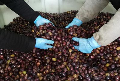 Zayıflatan ‘eşek’ zeytinine büyük rağbet