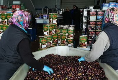 Kalamata zeytine yoğun talep