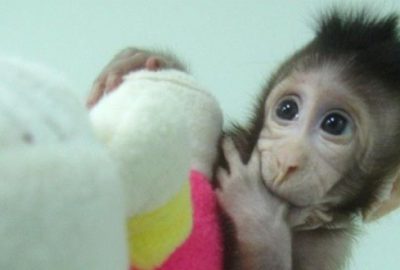 İlk kez maymun klonlandı
