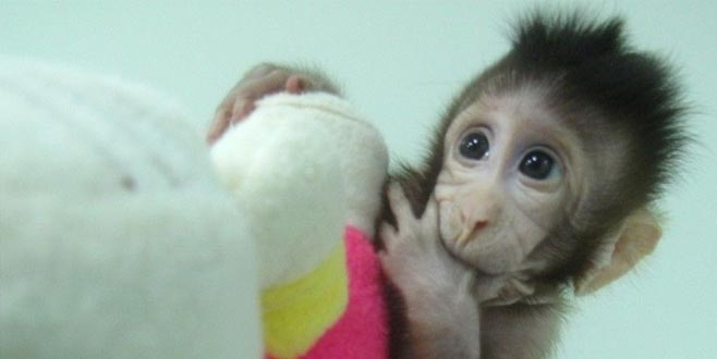 İlk kez maymun klonlandı İlk kez maymun klonlandı