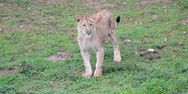 Erdoğan’a hediye edilen aslanlara ısıtmalı barınak