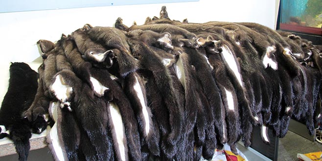 Havalimanında ‘porsuk kürkü’ operasyonu