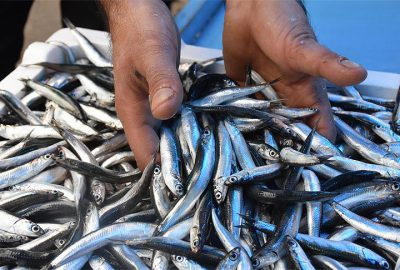 Hamsi ihracatı 9 milyon dolar kazandırdı