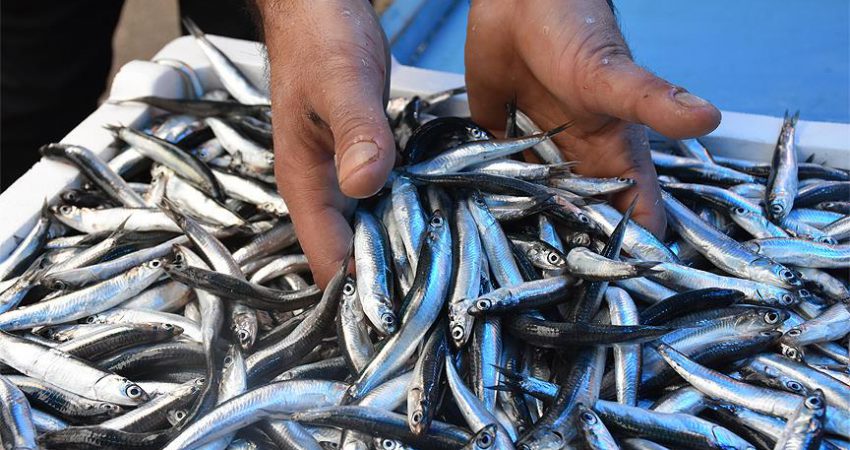 Türkiye'den geçen yıl Fransa, Belçika ve ABD başta olmak üzere