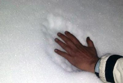 ‘Anadolu Parsı’ sanılmıştı ama…