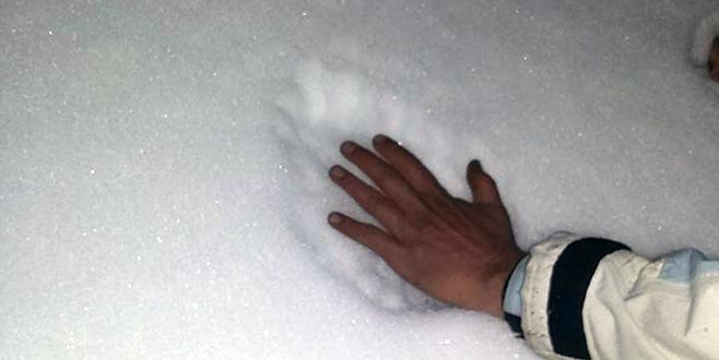 ‘Anadolu Parsı’ sanılmıştı ama…