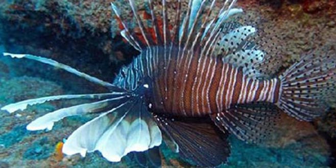 Özel afiş bastırıldı… Bu balığa dikkat!