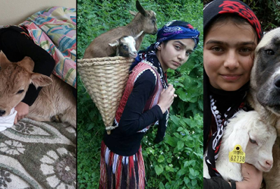 Hamdu Sena, hasta buzağıyı yatağına aldı