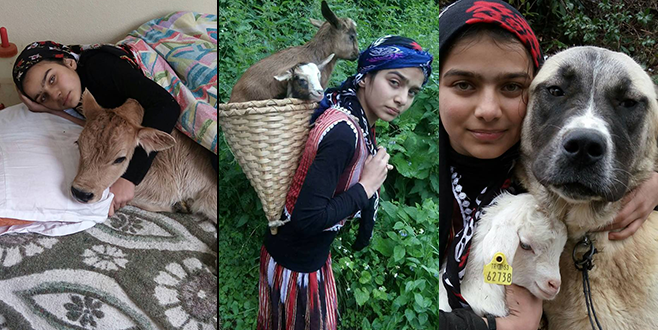 Hamdu Sena, hasta buzağıyı yatağına aldı