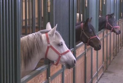 ‘Bilgin’ efsane ‘Caş’ın tahtına gözünü dikti