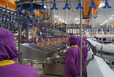 Japonlara Türk tavuğu