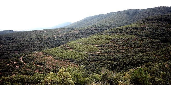 Orman alanları genişliyor