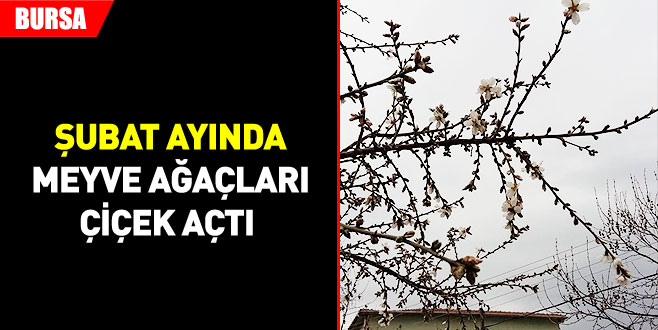 Meyve ağaçları çiçek açtı