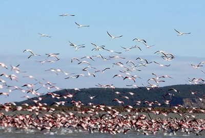 Gala Gölü göçmen misafirleriyle bir başka güzel