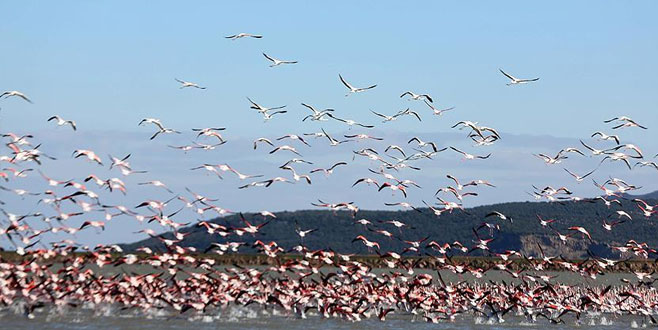 Gala Gölü göçmen misafirleriyle bir başka güzel