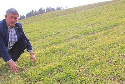 Buğdayda sararma başladı