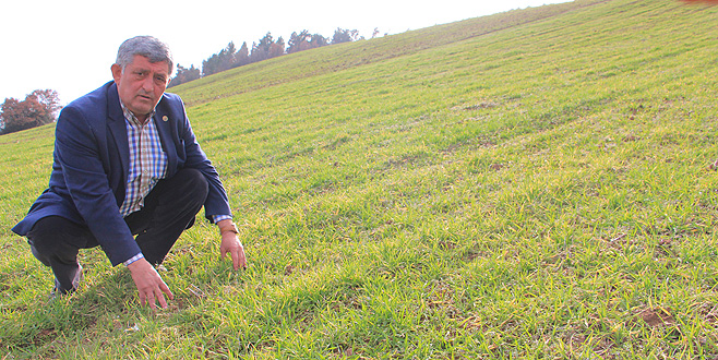 Buğdayda sararma başladı