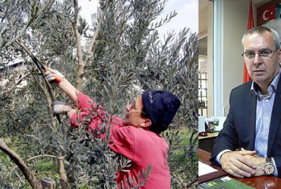 Zeytin üreticisine erken budama uyarısı