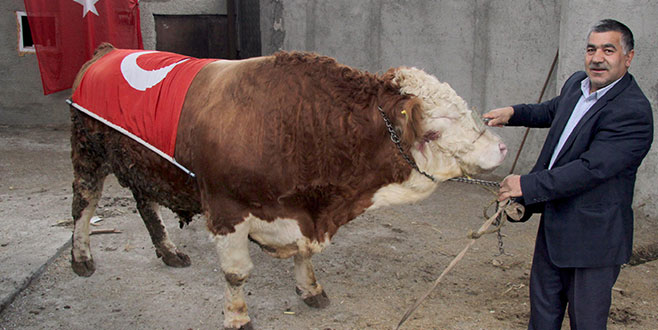 Dev boğasını Mehmetçiğe bağışladı