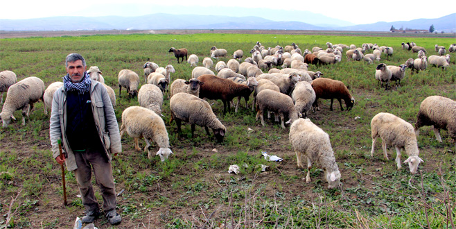 Küçükbaşa yöneliş artıyor