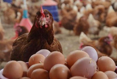 Tavuk eti ve yumurta üretimi arttı