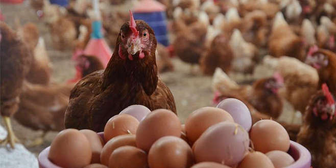 Tavuk eti ve yumurta üretimi arttı