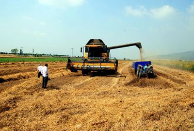 Çiftçiye yeni seçenek ‘yerli buğday’