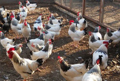 Uludağ Üniversitesi’nden organik tavuk ve yumurta