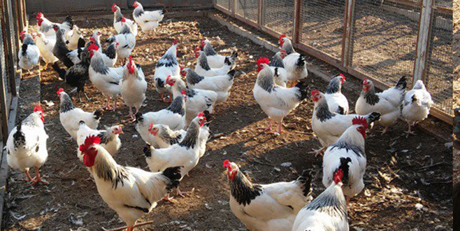 Uludağ Üniversitesi’nden organik tavuk ve yumurta