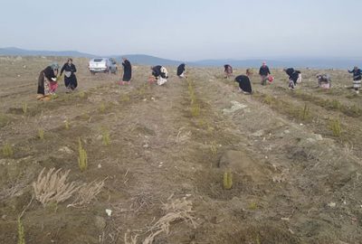 Kömür madeninden  adaçayı bahçesine