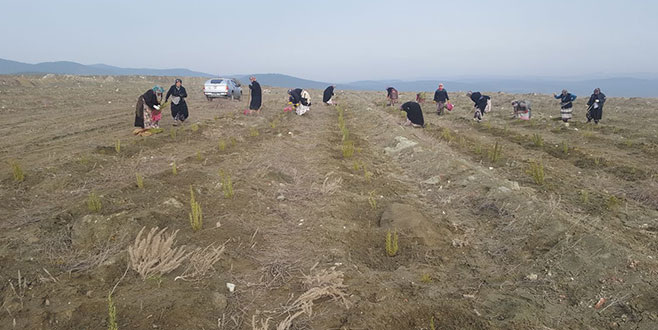 Kömür madeninden  adaçayı bahçesine