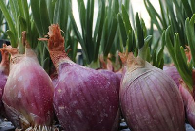 Yeni nesil hibrit soğan üretildi