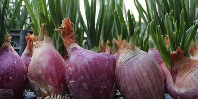 Yeni nesil hibrit soğan üretildi