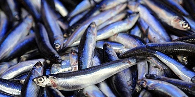 Karadeniz hamsisi tescillendi Karadeniz hamsisi tescillendi