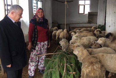 Genç çiftçilerin sürüleri genişliyor