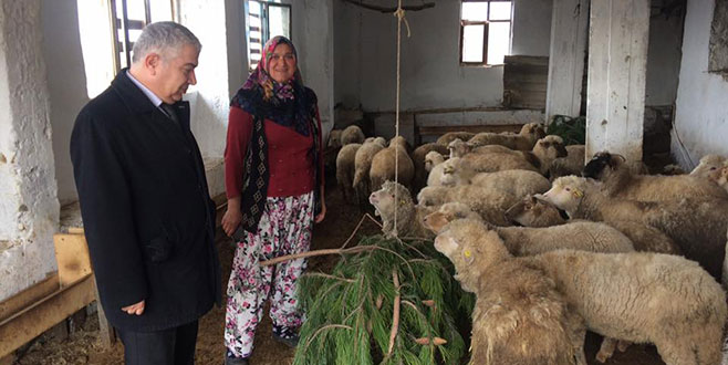 Genç çiftçilerin sürüleri genişliyor Genç çiftçilerin sürüleri genişliyor